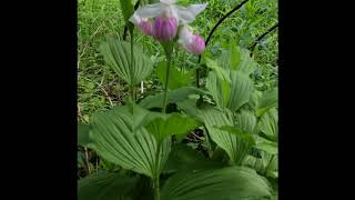 Platanthera Aquilonis and Cypripedium Reginae reginae 17 [upl. by Eilasor]