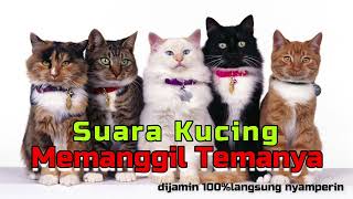 SUARA KUCING MEMANGGIL TEMANYA ❗❗❗ [upl. by Ethbun]