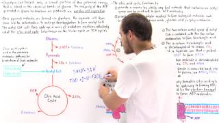 Introduction to Citric Acid Cycle [upl. by Oirevas]