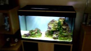 125 litre Planted Marine Aquarium [upl. by Rehpotsyrhc]