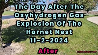 The Large Hornet Nest Explosion The Day After 1122024 [upl. by Klecka]