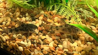 20 Gallon Tank  Corydora Update Video [upl. by Ehcor]