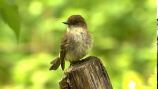 Eastern Phoebe Tail Wagging [upl. by Najed]