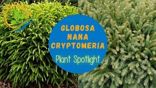 Globosa Nana Cryptomeria  Plant Spotlight [upl. by Melisandra]