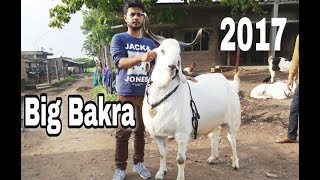 Heaviest goat 2017 must watch [upl. by Ahsyad334]