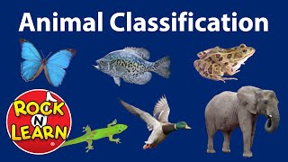 Animal Classification for Kids [upl. by Sabsay]