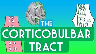 Corticobulbar tract  Soton Brain Hub [upl. by Tiff549]