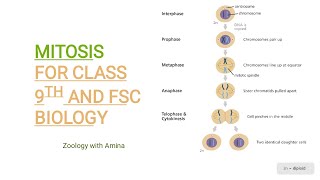 Mitosis  Mitosis lecture for class 9 and Fsc biology  Stages of mitosis explained with diagrams [upl. by Mueller]