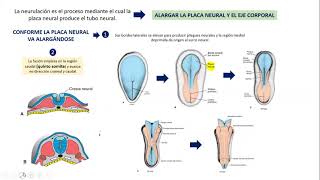 EMBRIOLOGIA NEURULACION CIERRE NEUROPORO [upl. by Bowden]