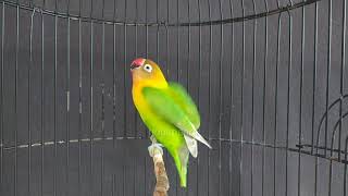 Full Ngekek  Lovebird Ngetik Ngekek panjang pancingan Lovebird ngekek top [upl. by Eirual]