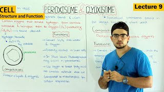 Peroxisomes and glyoxisomes structure and function Video 9 [upl. by Adnaval]