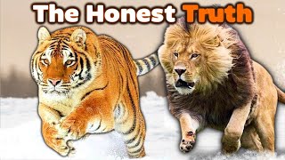 SIBERIAN TIGER vs LION  The Honest Truth [upl. by Aisya]