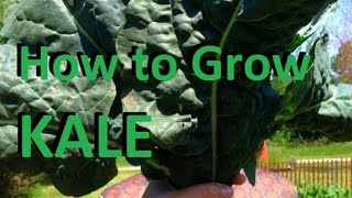 How to Grow Kale  Complete Growing Guide [upl. by Coats]