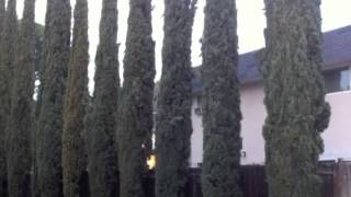 Cupressus sempervirens Stricta  Italian CypressMediterranean Cypress Pencil Pine [upl. by Goldin]