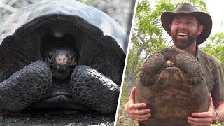 Extinct Giant Tortoise Found After 100 Years [upl. by Madelon176]