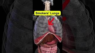 Keep Your Respiratory System Healthy respiratoryhealth shorts [upl. by Zeke248]