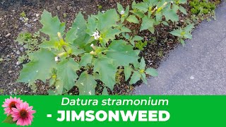 Jimsonweed Everything you need to know about Datura Stramonium Identification amp Removal [upl. by Mulford603]