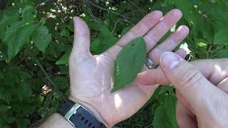 Identifying American wild plum [upl. by Wilser]