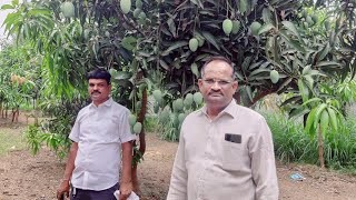 vaibhav bhadade yanchi mango farm [upl. by Somerset]