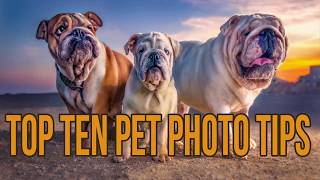 Dog Photography Top Ten Tips to take better pet photographs [upl. by Eintruok842]