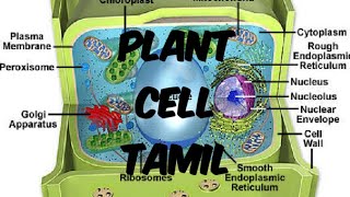 Plants cell explained in tamil [upl. by Reichel159]