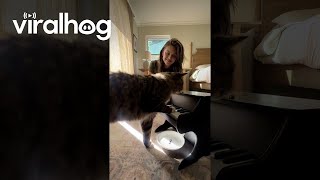 Cat Taught To Play Piano Using Classical Conditioning  ViralHog [upl. by Rhoda311]