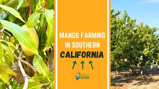 Mango Farming in California Growing Harvesting amp Packing in Southern California [upl. by Notwal]