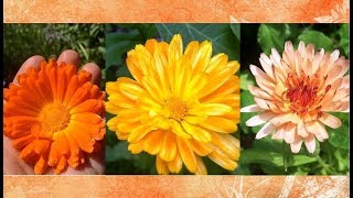 Calendula Health Benefits and Uses [upl. by Teik]