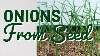 Onions From Seed UK Advice Growing amp Tips [upl. by Bridget298]