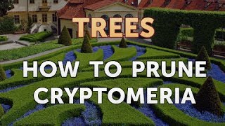 How to Prune Cryptomeria [upl. by Yehtomit]