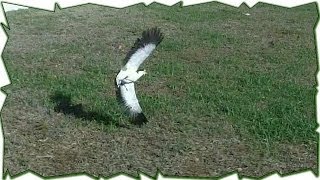 When Plovers Attack  Australian Bird Defends Nest [upl. by Iral850]