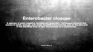 Medical vocabulary What does Enterobacter cloacae mean [upl. by Hux]