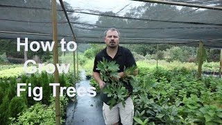 How to grow Fig Trees with detailed description [upl. by Fridell465]