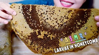 ASMR Eating Larvae in Honeycomb Exotic food eating sound PART 06 LINHASMR [upl. by Nylavad]