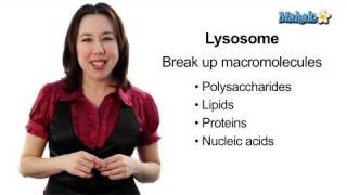 Learn Biology Cells—Lysosomes [upl. by Bazil]