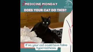 Feline Hyperesthesia Facts [upl. by Umeko]