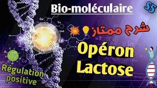 Biologie moléculaire en Arabe Opéron Lactose en Arabe SVI S5 [upl. by Akkin]