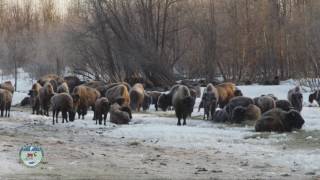 Historic Bison Release in Alaska [upl. by Nirmak]