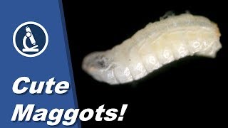 🔬 062  How to look at live MAGGOTS under the microscope  Citizen Science amateur science project [upl. by Danieu75]