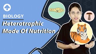 Heterotrophic Mode of Nutrition  Biology [upl. by Eidaj]