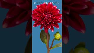 Red Dahlia Flower Blooming Time Lapse shorts [upl. by Gerita]