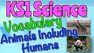 ANIMALS INCLUDING HUMANS KS1 SCIENCE VOCABULARY by Miss Ellis sciencevocabulary [upl. by Annaohj]