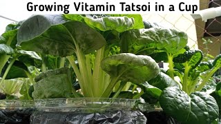 Growing Vitamin Tatsoi in a Cup [upl. by Irok981]