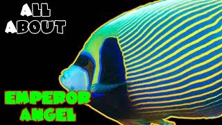 All About The Emperor Angelfish [upl. by Fast]