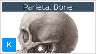 Parietal Bone  Definiton Location amp Sutures  Human Anatomy  Kenhub [upl. by Llerrehc]