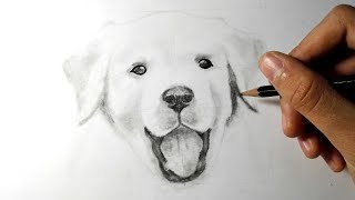 Comment dessiner un chien TUTORIEL [upl. by Kuehn]