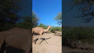 Cute baby camel camels walking thar eating trees beautiful scene enjoy camel short viralvideo [upl. by Siseneg310]