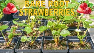 How To Grow Strawberries From Bare Root From Start To Finish [upl. by Rahm253]