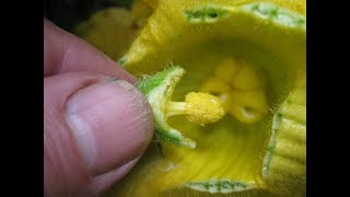 Successful pollination of pumpkins  how to progress from flowers to big fruits [upl. by Roth]