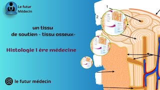 Un tissu osseux tissu de soutien  Histologie 1 ère médecine [upl. by Ann-Marie]